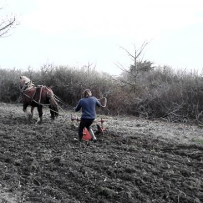 Labourage du terrain et plantation de patates