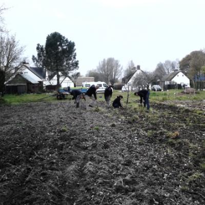 Labourage du terrain et plantation de patates