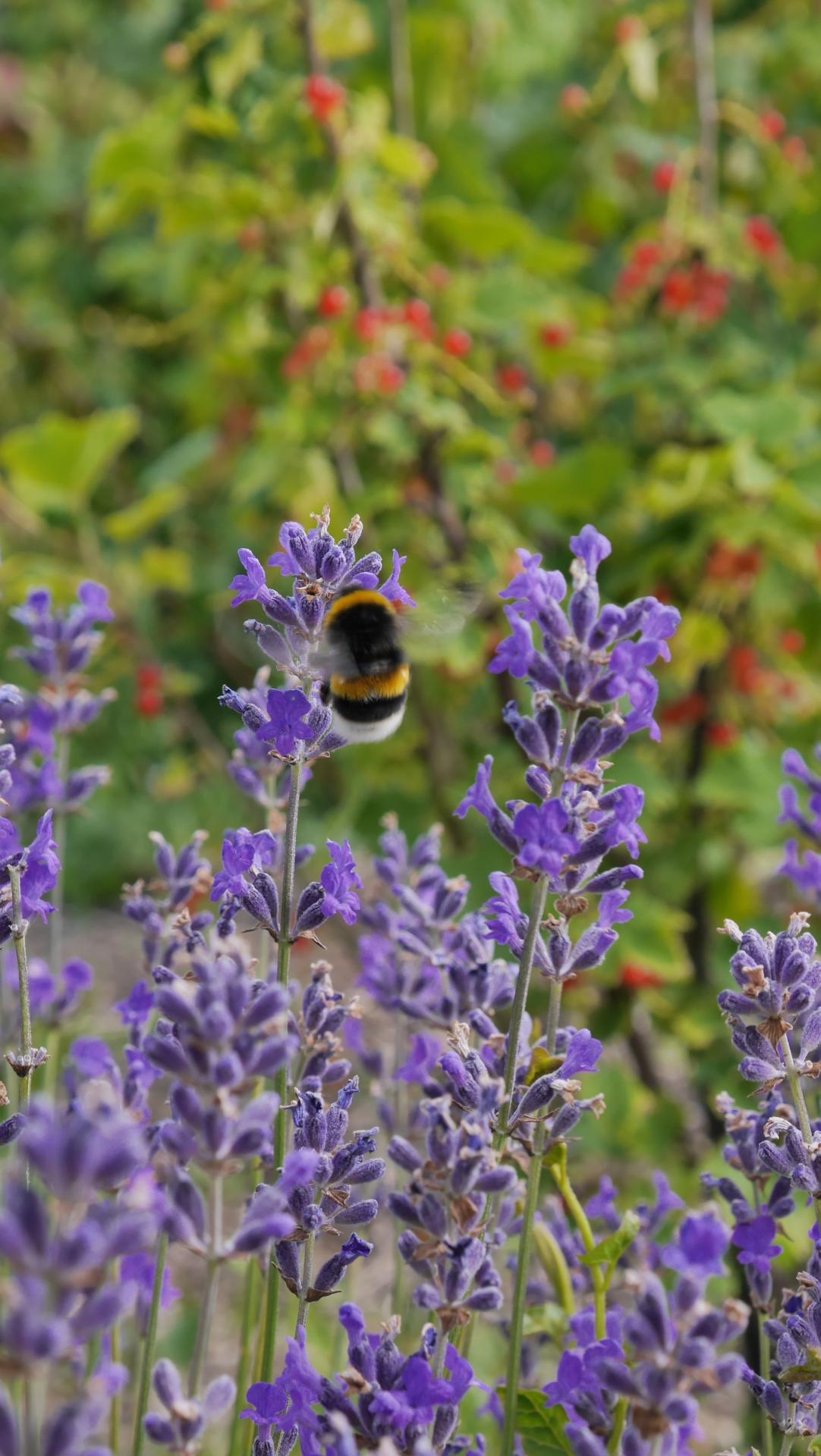 partage vert 2019108